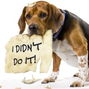 dog 