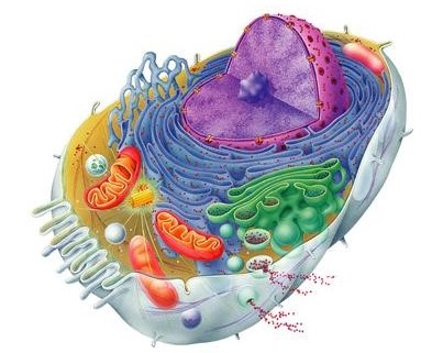 cell3 