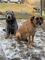 dogs 