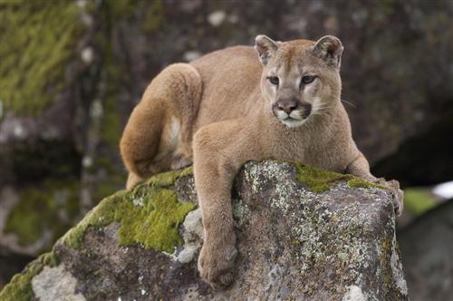 cougar 2 
