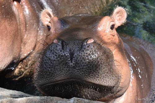 hippo 