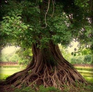 tree tree