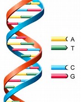 DNA 
