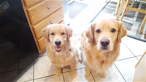 pups 