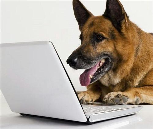 dog 