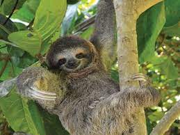 Sloth Sloth