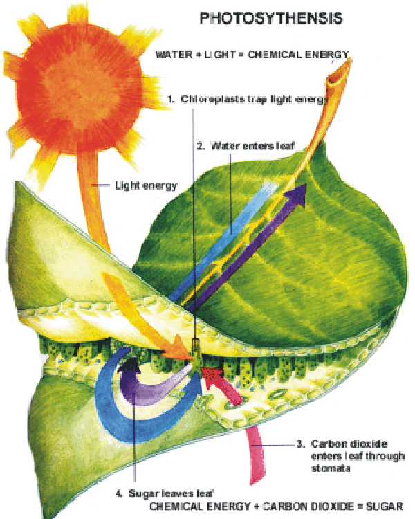 Zola, D / Diagram of Photosynthesis