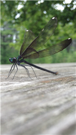 Wing Geometry 