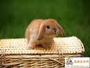 bunny