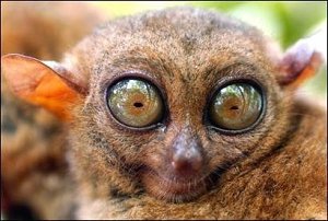 He's Watching You...