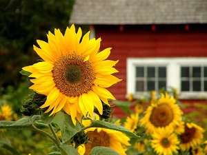 Sunflower